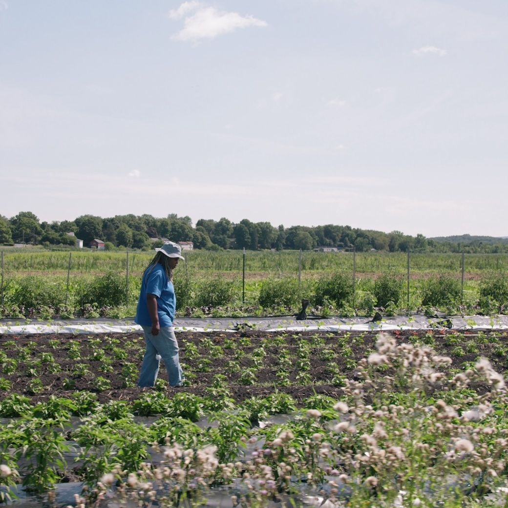 a Black farmer walks their field