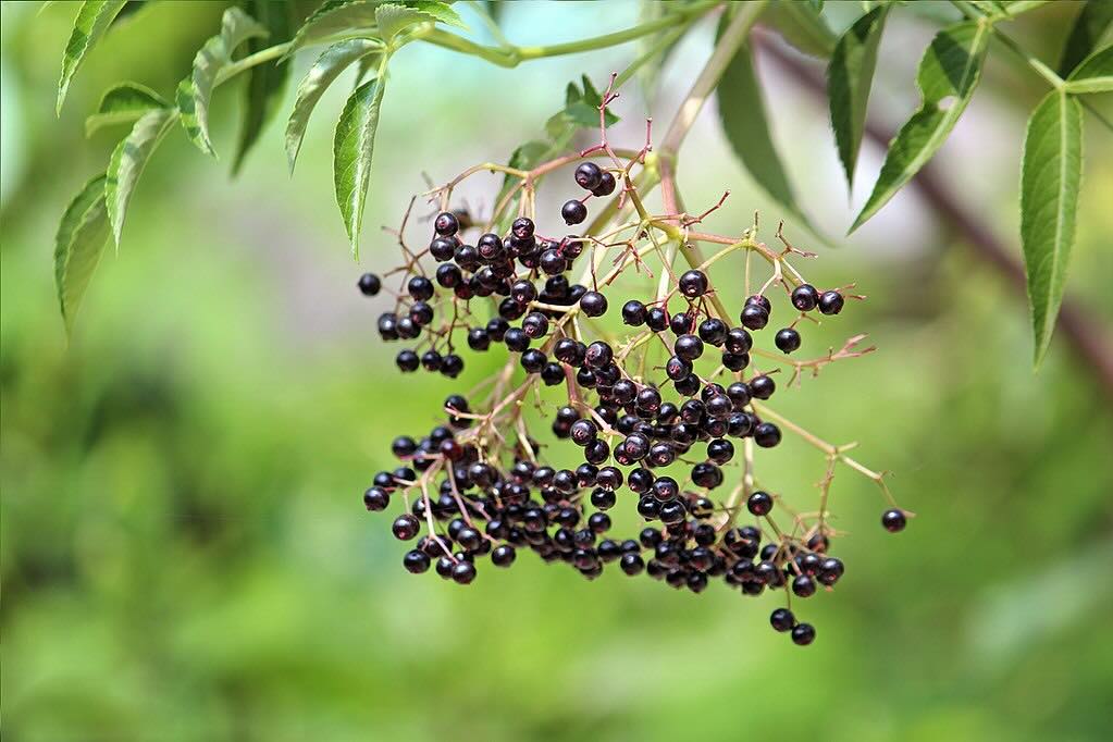 a photo of elderberries on a tree with the green background blurry